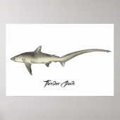 Thresher Shark Poster (Voorkant)
