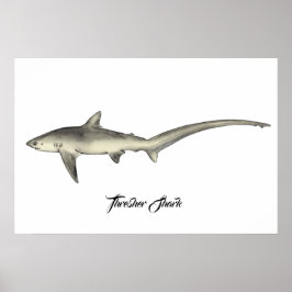 Thresher Shark Poster