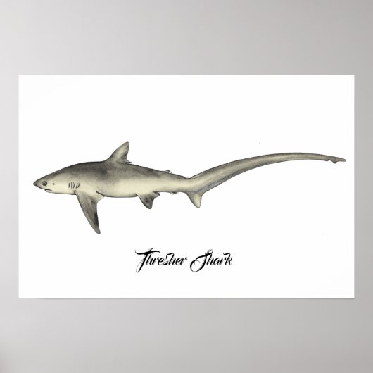 Thresher Shark Poster (Voorkant)