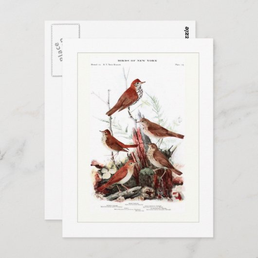 Thrushes Briefkaart (Voorkant / Achterkant)