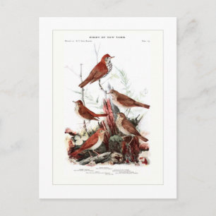 Thrushes Briefkaart