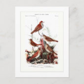 Thrushes Briefkaart (Voorkant)