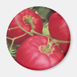 Thuis gekweekte tomaten magneet
