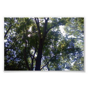 Thuis van Elves Foto Afdruk