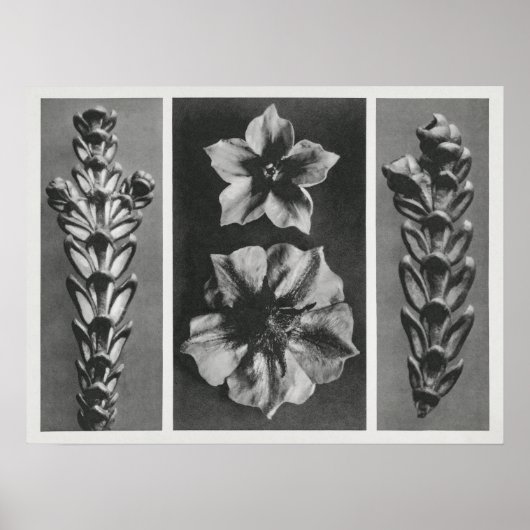 Thujopsis dolabrata, 10 maal vergroot, poster (Voorkant)