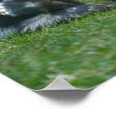 Thumb Sucking Gorilla Poster (Hoek)