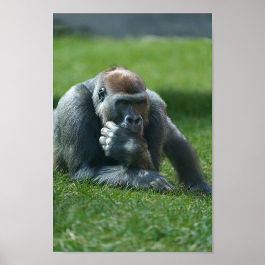 Thumb Sucking Gorilla Poster (Voorkant)