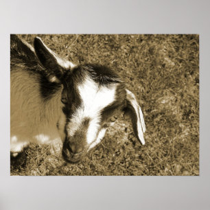 Thumbalina de Goat-Kind Poster
