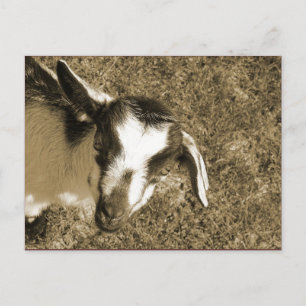 Thumblina Briefkaart