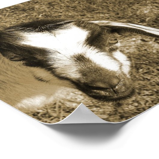 Thumblina de Goat Poster (Hoek)