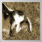 Thumblina de Goat Poster (Voorkant)