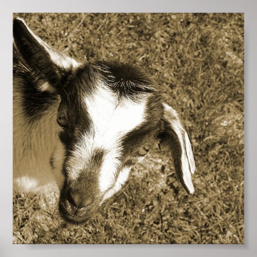 Thumblina de Goat Poster (Voorkant)