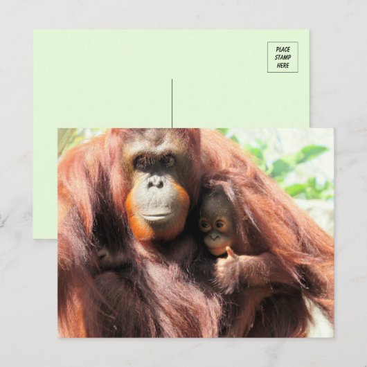 Thumbs Up Orangutan Mama en Baby Briefkaart (Voorkant / Achterkant)
