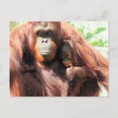 Thumbs Up Orangutan Mama en Baby Briefkaart (Voorkant)