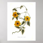 Thunbergia alata poster (Voorkant)
