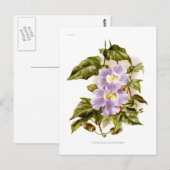 Thunbergia grandiflora briefkaart (Voorkant / Achterkant)