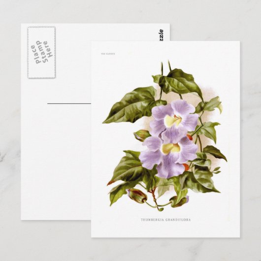 Thunbergia grandiflora briefkaart (Voorkant / Achterkant)