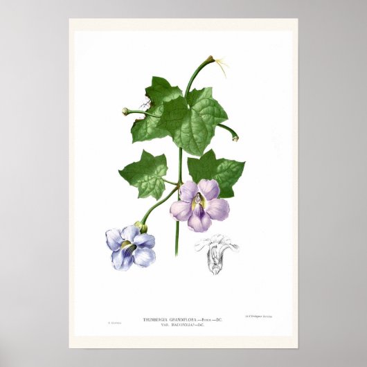 Thunbergia grandiflora poster (Voorkant)