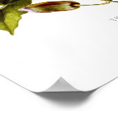 Thunbergia grandiflora poster (Hoek)