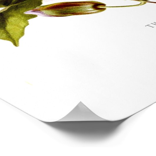 Thunbergia grandiflora poster (Hoek)