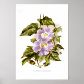 Thunbergia grandiflora poster (Voorkant)