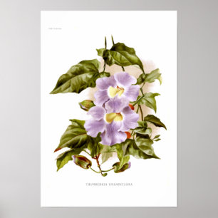 Thunbergia grandiflora poster
