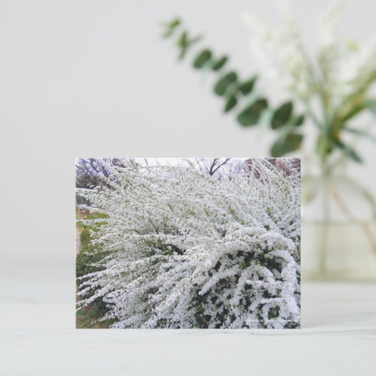 Thunberg's weiland :Briefkaart Briefkaart (Staand voorkant)