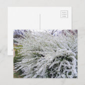 Thunberg's weiland :Briefkaart Briefkaart (Voorkant / Achterkant)