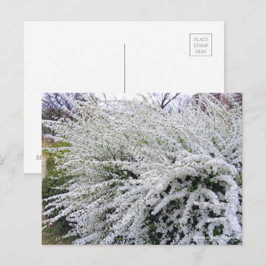 Thunberg's weiland :Briefkaart Briefkaart (Voorkant / Achterkant)