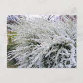 Thunberg's weiland :Briefkaart Briefkaart (Voorkant)