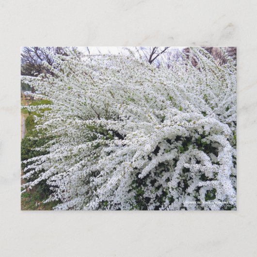 Thunberg's weiland :Briefkaart Briefkaart (Voorkant)