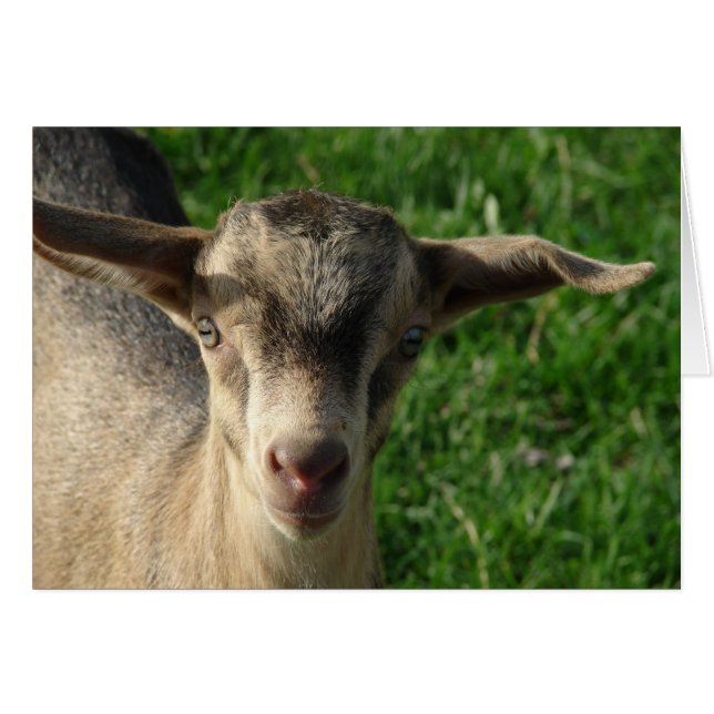 Thunder (Voorkant Horizontaal)