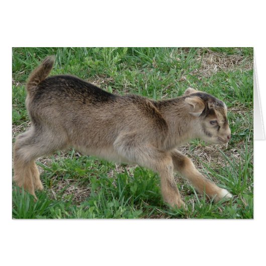 Thunder at One Day Old (Voorkant Horizontaal)