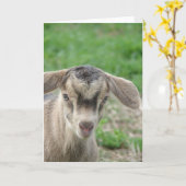 Thunder at One Day Old Kaart (Gele Bloem)