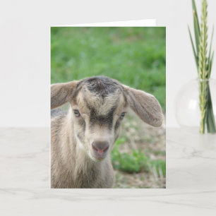 Thunder at One Day Old Kaart