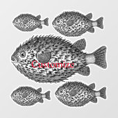 Thunder_Cove Raamsticker (Vel)