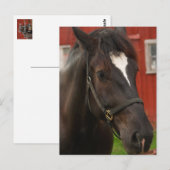 Thunder Horse Briefkaart (Voorkant / Achterkant)