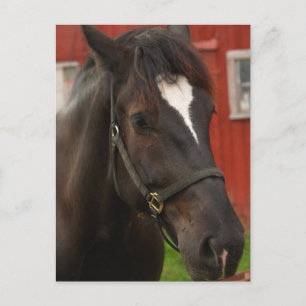 Thunder Horse Briefkaart