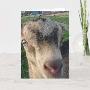 Thunder the Goat Kaart