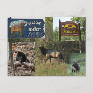 Thundering Elk BENEZETTE PA Briefkaart