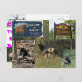 Thundering Elk BENEZETTE PA Briefkaart (Voorkant / Achterkant)