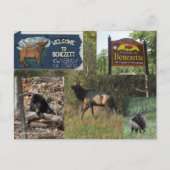 Thundering Elk BENEZETTE PA Briefkaart (Voorkant)