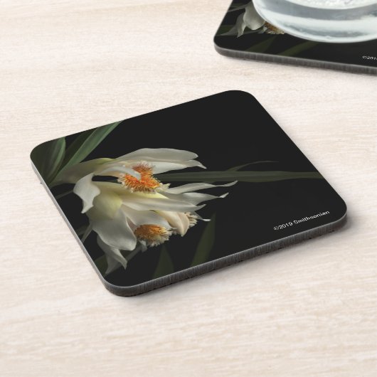 Thunia Marshalliana Bier Onderzetter (Linkerzijde)