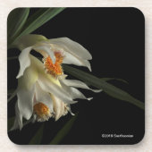 Thunia Marshalliana Bier Onderzetter (Voorkant)