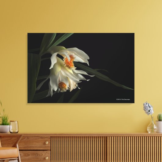 Thunia Marshalliana Canvas Afdruk (Insitu (Woonkamer))