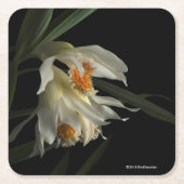 Thunia Marshalliana Kartonnen Onderzetters (Voorkant)