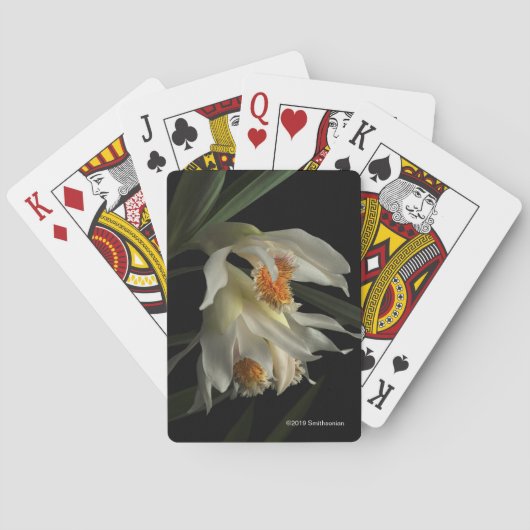 Thunia Marshalliana Pokerkaarten (Achterkant)
