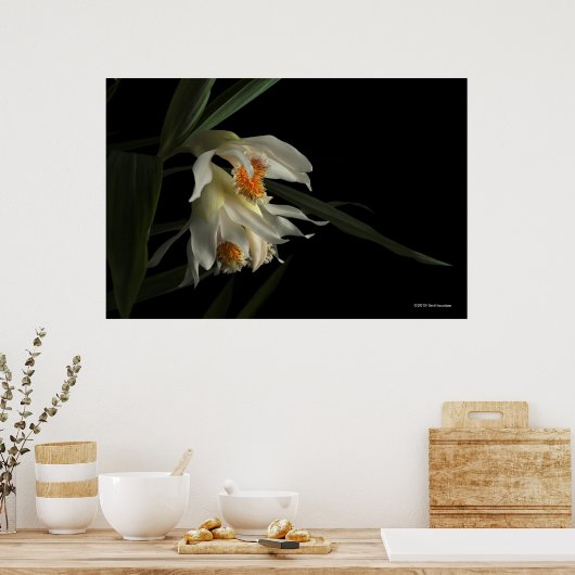 Thunia Marshalliana Poster (Keuken)