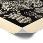  Thuroidea Color Ernst Haeckel Art Print (Hoek)