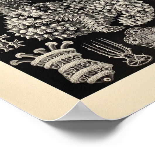  Thuroidea Color Ernst Haeckel Art Print (Hoek)